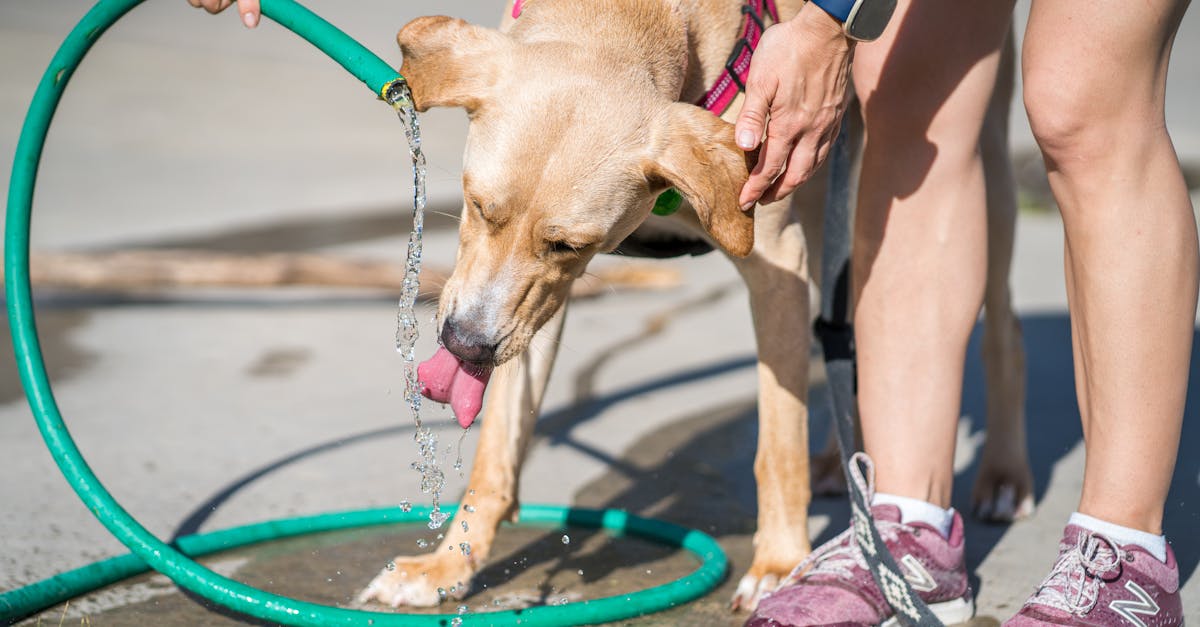 Dehydration Test: How to Check Your Dog's Skin Turgor liyo toys rubber chew toy