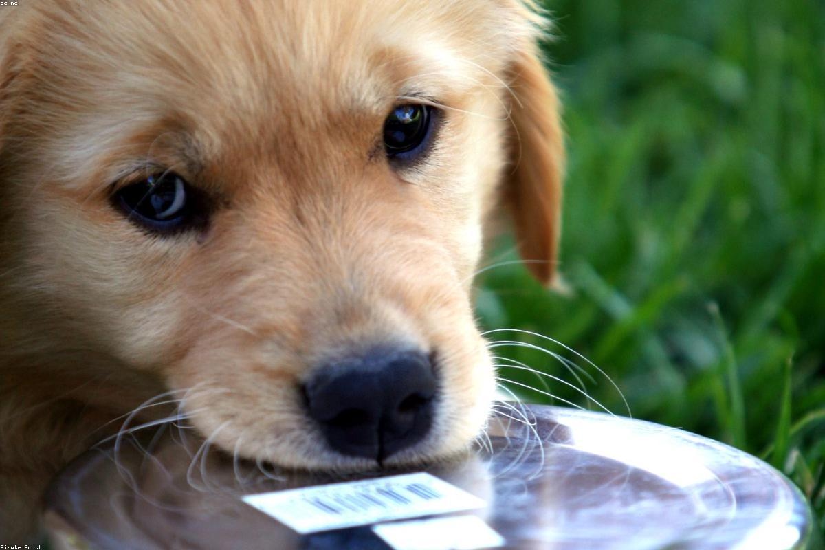 Customer Spotlight: How Liyo Helped a Rescue Dog Trust Again